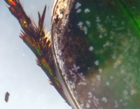 Жук листоед (Disonycha) - small.jpg