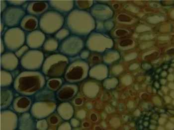 Picture taken by UCMOS005100KPA, debayer process