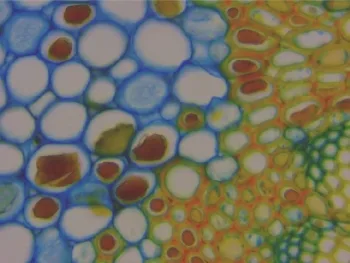 Picture taken by UCMOS005100KPA, full Ultra-Fine Color Engine process
