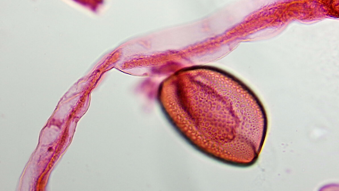 Прорастание пыльцы. Камера Микромед Эврика 2.0 MP-AC, ахромат 40х/0.65, оптический адаптер 0.5х.
