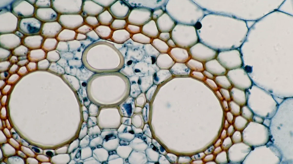 Поперечный срез стебля кукурузы.  Микромед Эврика 5.0 MP-AC, ахромат 40х/0.65, оптический адаптер 0.5х