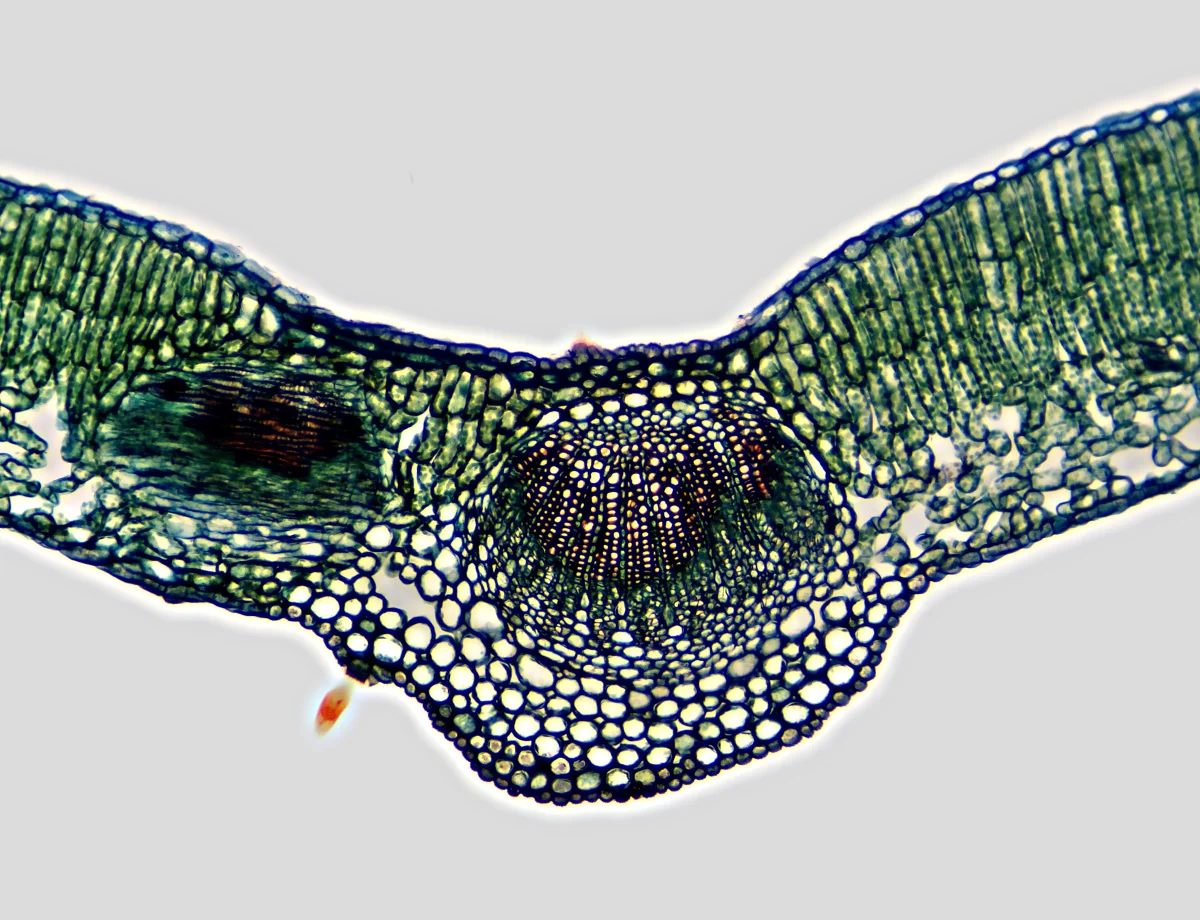Микропрепарат из набора «Ботаника и зоология». Поперечный срез листа. Ахромат 10х/0.25.