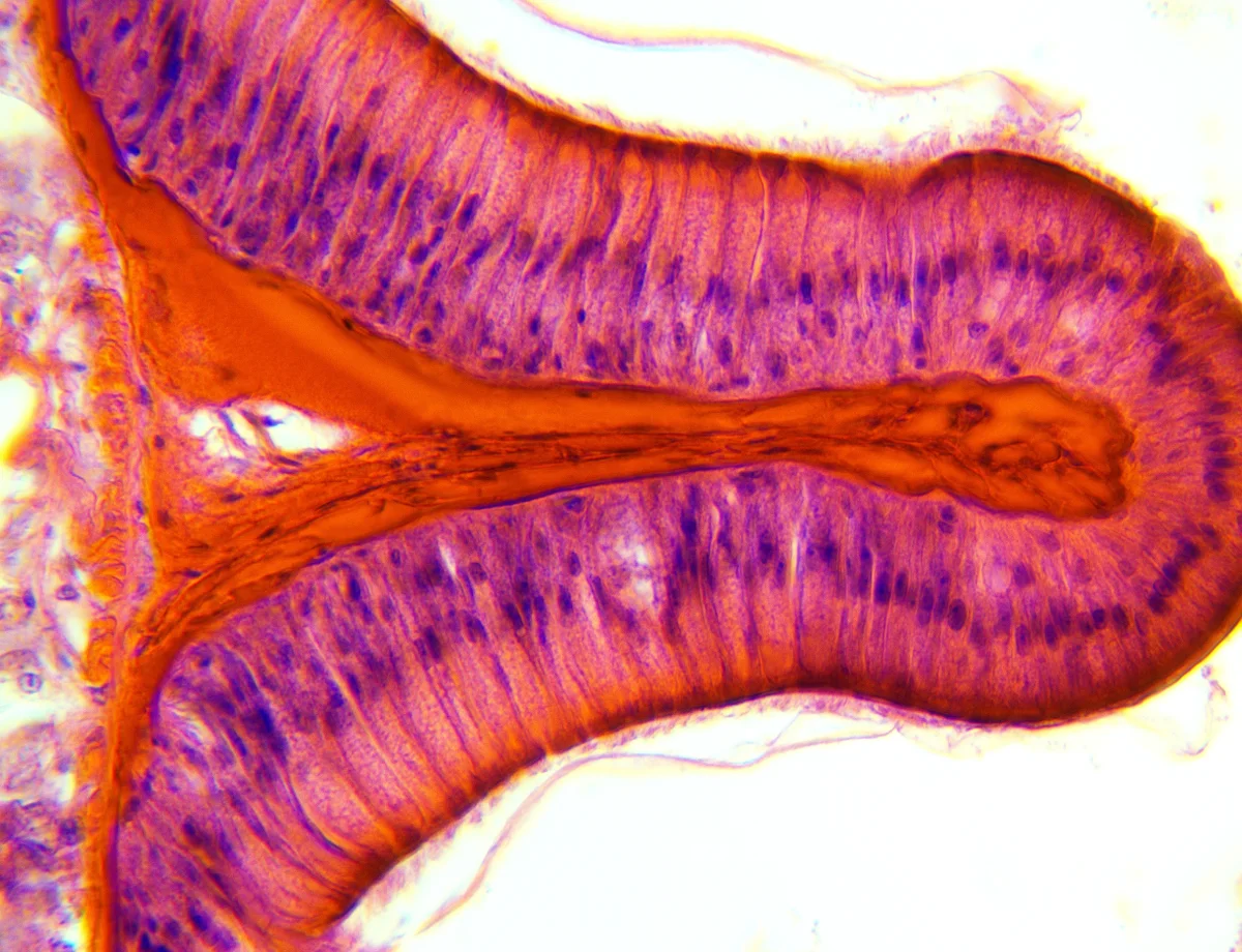 Микропрепарат из набора «Ботаника и зоология». Поперечный срез дождевого червя. Ахромат 40х/0.65.