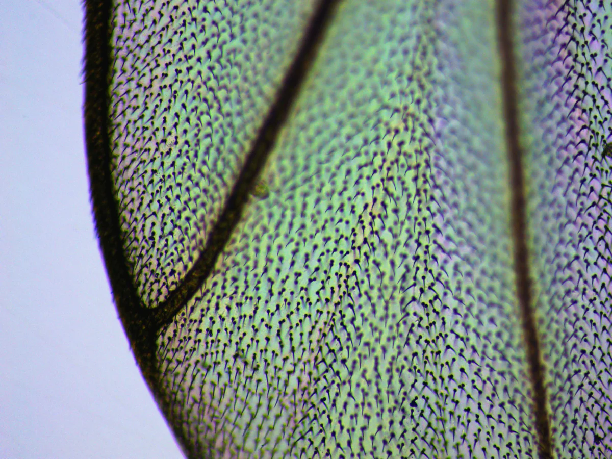 Крыло комара. Микромед С-1(LED) с объективом 10х и видеоокуляром ToupCam SCMOS05100KPA.