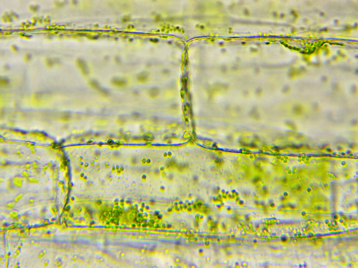 Клетки и хромопласты листика зеленого лука. Фото сделано микроскопом Микромед С-13 с объективом 40х на окулярную камеру Микромед Эврика 2Мр. В качестве источника света использована настольная лампа.