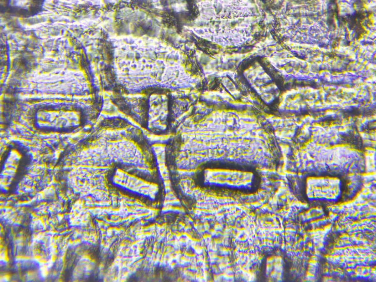 На фото оксалаты в кожице чеснока. Файл записан с помощью камеры Микромед Эврика 2.0 Mp с микроскопом Эврика 40х-1280х. Ахроматический объектив 40х/0.10.